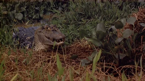 Crocodile jumping to bite prey Vidéo 163169891