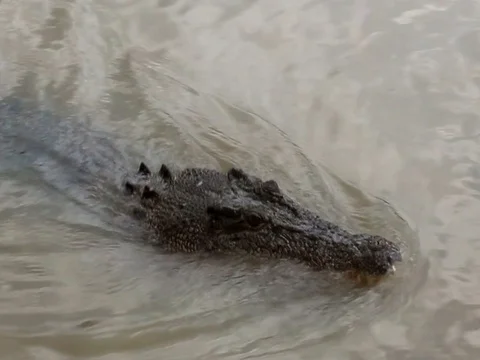 Crocodile jumping Stock Footage 99805231