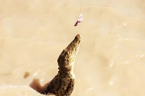 Crocodile jumping Stock Photos