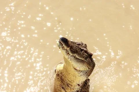 Crocodile jumping Stock Photos