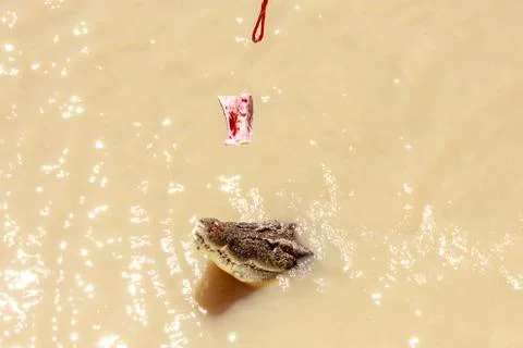 Crocodile jumping Stock Photos