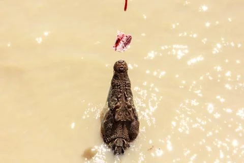 Crocodile jumping Photos