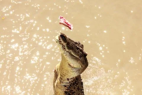 Crocodile jumping Foto stock