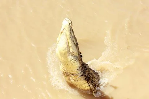 Crocodile jumping Stock Photos