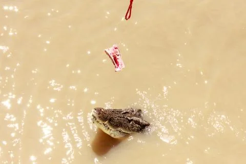 Crocodile jumping Stock Photos