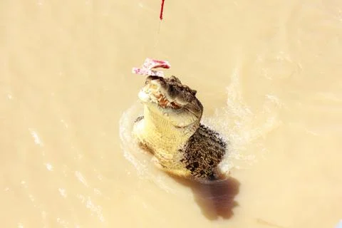 Crocodile jumping Stock Photos