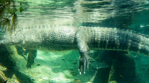 Crocodile in jungle Stock Photos