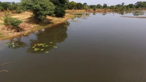 Crocodile by a lake Stock Footage 80772713