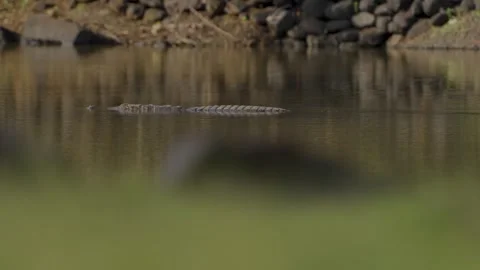 Crocodile in the lake Video stock 273469286