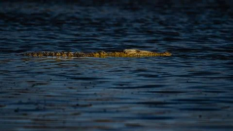 Crocodile in the lake Stock Photos