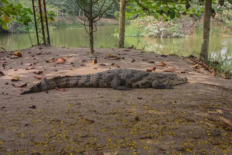 Crocodile by a lake side Foto stock