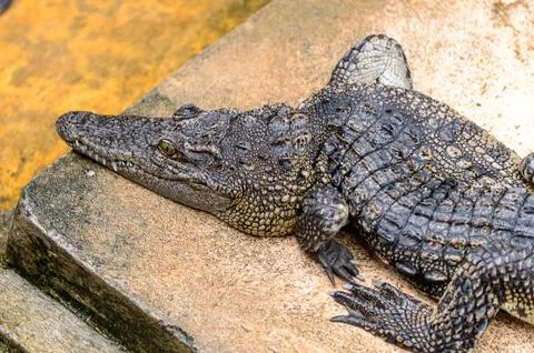 Crocodile in Laos Foto stock
