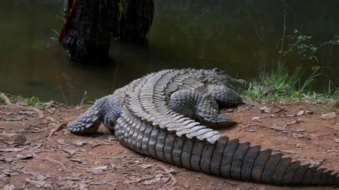 Crocodile Laying Close to Water Stock Footage 137638542