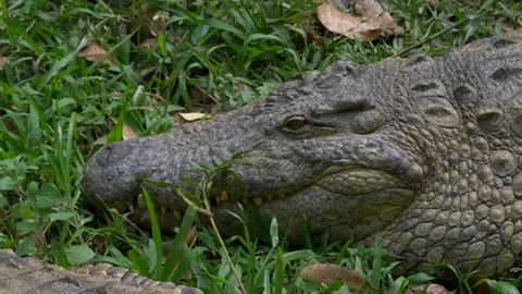 Crocodile Laying in Grass Stock Footage 137637324