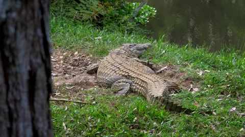Crocodile Laying in Grass Stock Footage 137639317