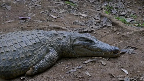 Crocodile Laying on Ground Stock Footage 137637047