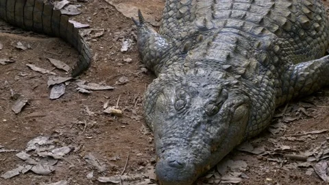 Crocodile Laying on Ground Stock Footage 137638540