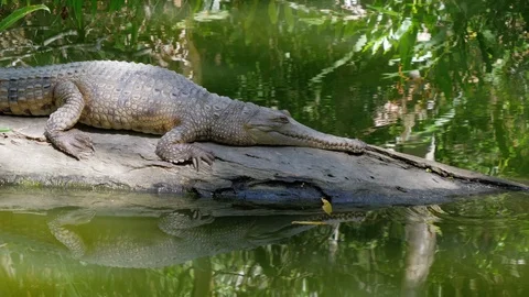 Crocodile laying on log surrounded by water Stock Footage 112363780
