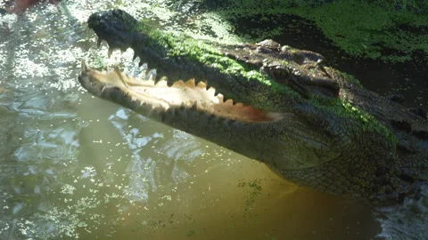 Crocodile Leaps Toward Chicken Prey, Handheld Shot Stock Footage 314927603
