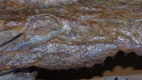 Crocodile leather for a background image. Stock Photos