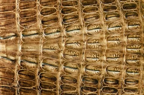 Crocodile leather background Stock Photos
