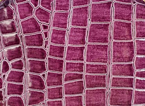 Crocodile leather. Stock Photos