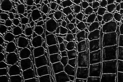 Crocodile leather Stock Photos