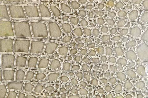 Crocodile leather Stock-Fotos