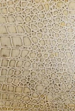 Crocodile leather Stock-Fotos