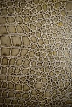 Crocodile leather 写真素材