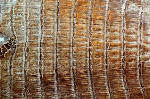 Crocodile leather Stock Photos