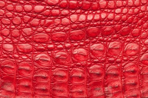 Crocodile leather. Stock Photos