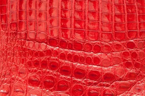 Crocodile leather. Stock Photos