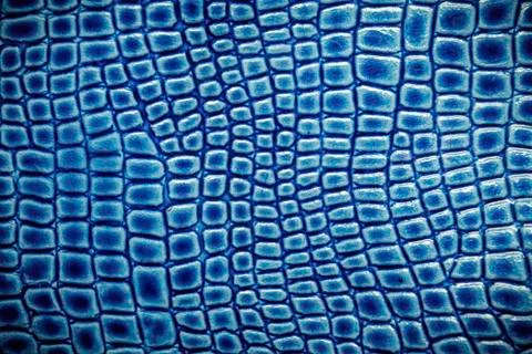 Crocodile leather texture background. Stock Photos
