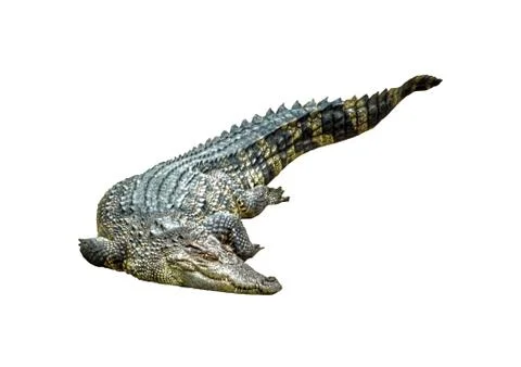 Crocodile lie down on white background. Foto stock
