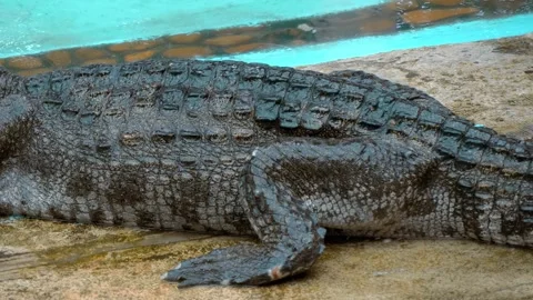 A crocodile lies and cools itself under the spray of water with open mouth Stock Footage 308871412