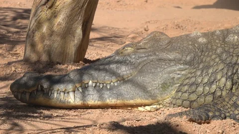 The crocodile lies. Muzzle close up Stock-Footage 81505038