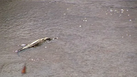Crocodile lies in the river Stock Footage 8622719
