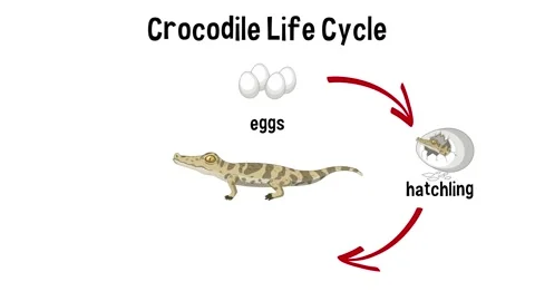 Crocodile Life Cycle Animation | Stock Video | Pond5