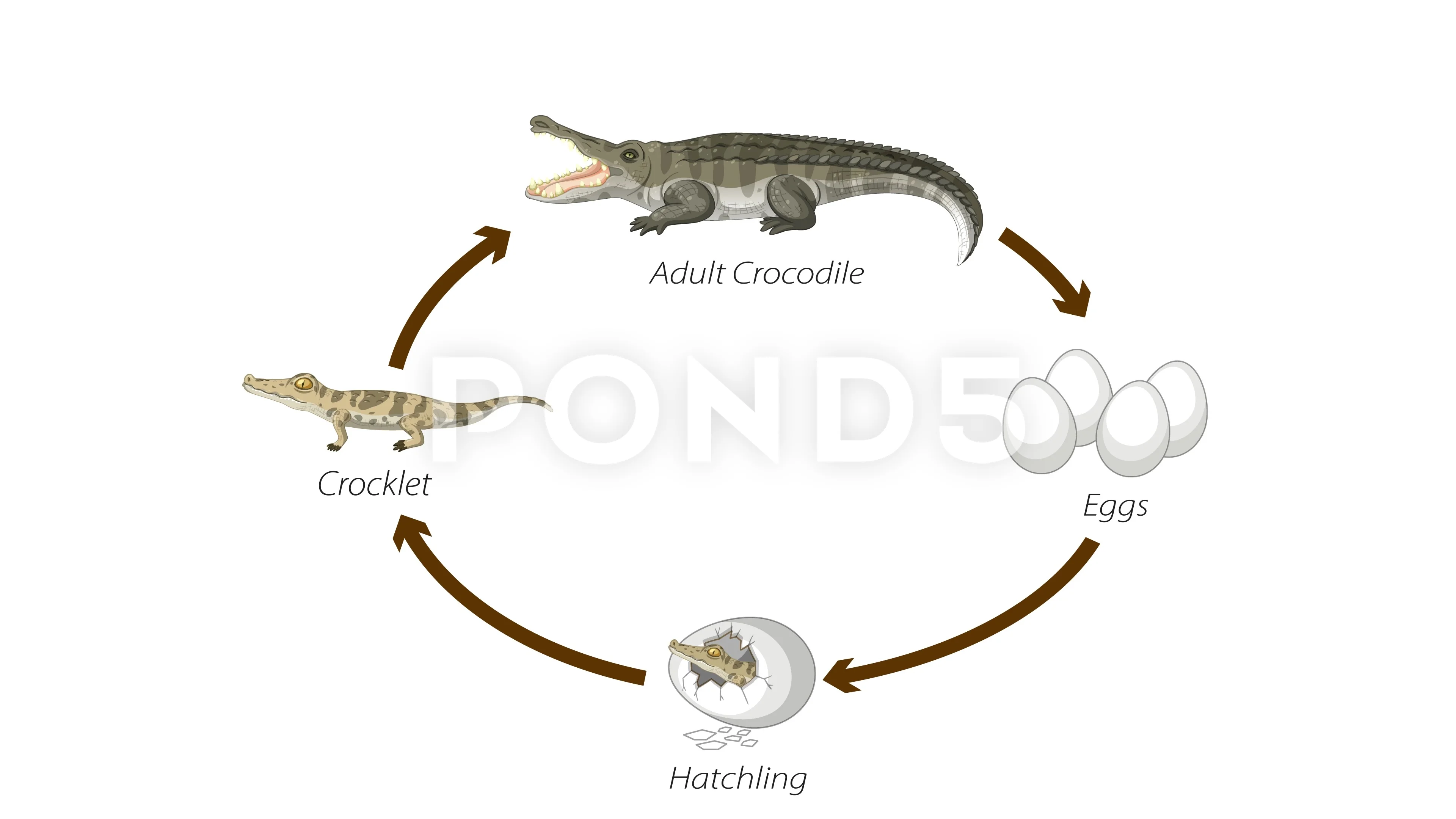 Animal Life Cycles