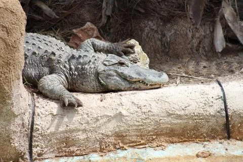 Crocodile on log Foto stock