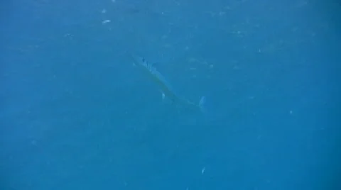Crocodile longtom or Needlefish (Tylosurus crocodilus) Stock Footage 6842146