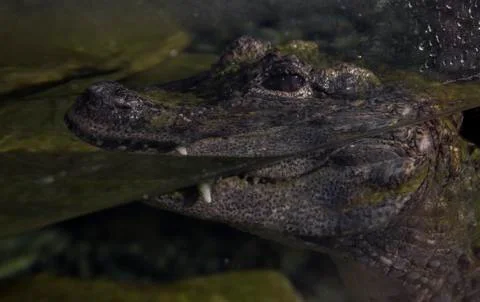 Crocodile looking into lens Stock Photos