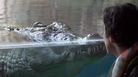 This crocodile is looking at me Stock Footage 211883096
