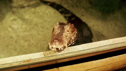 The crocodile looks at the camera from the enclosure Stock Footage 239365383