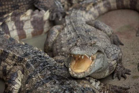 Crocodile looks in the camera Stock Photos