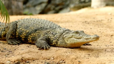 Crocodile lying on the ground in focus while a second one sneaks in the back Stock Footage