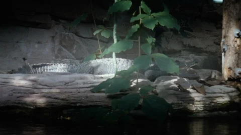 Crocodile lying with his mouth opened Stock Footage 99746948