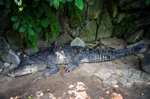 Crocodile lying on the rocks under thickets of tropical trees Stock Photos