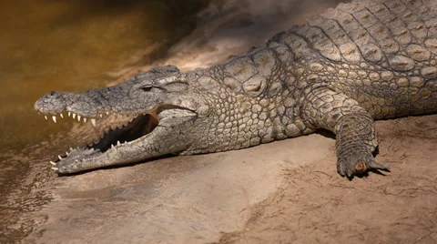 Crocodile lying still and baking in the sun Stock Footage 32026942